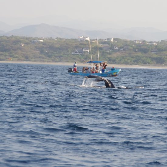 Queue de baleine et bateau a Puerto Escondido