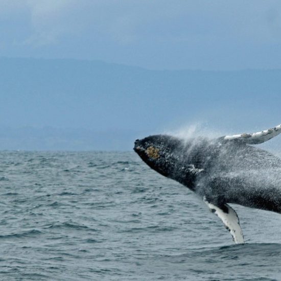 Saut baleine Puerto Escondido