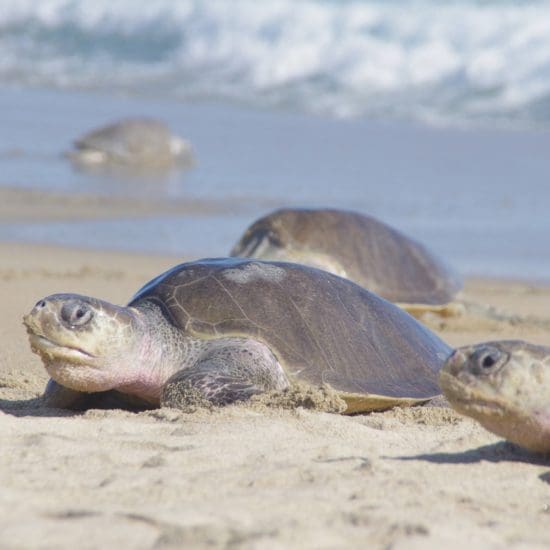 turtle arrival