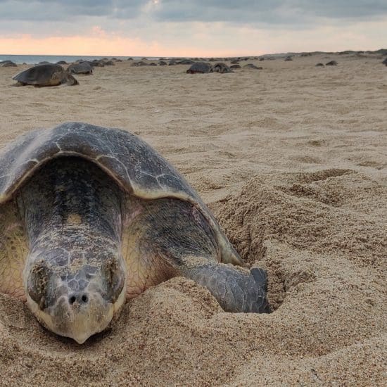 green turtle mother