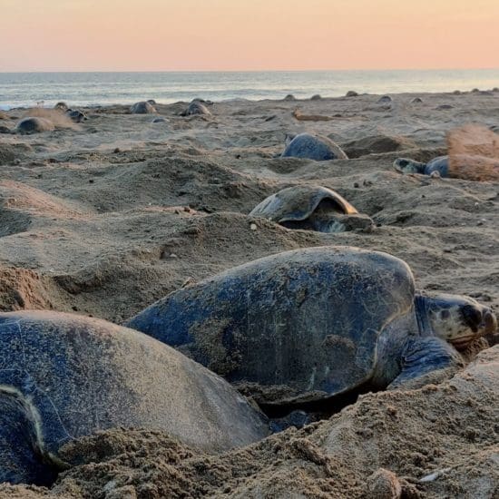 turtle arrival playa escobilla