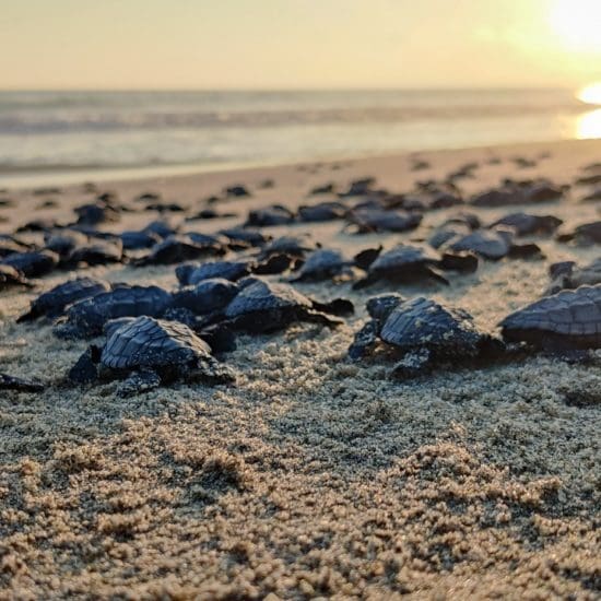 baby turtles escobilla