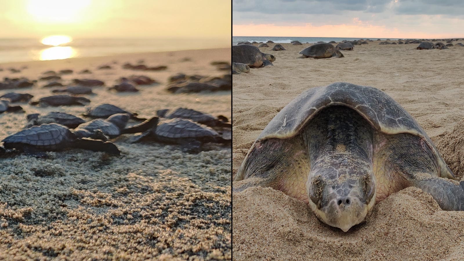 turtle nesting and birth