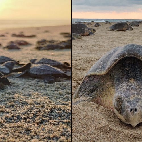 turtle nesting tour