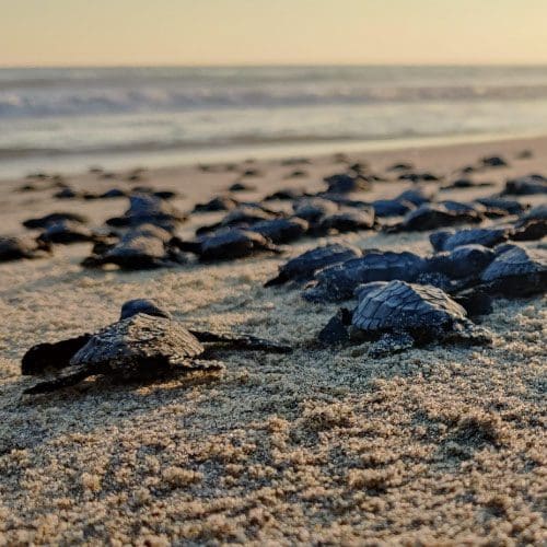 private turtle release