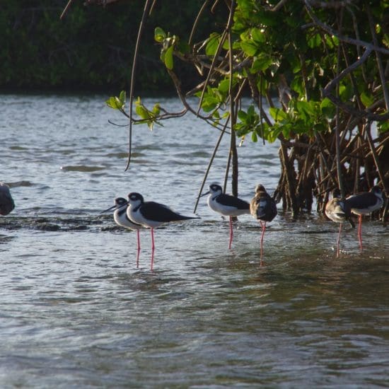 birds mangroves