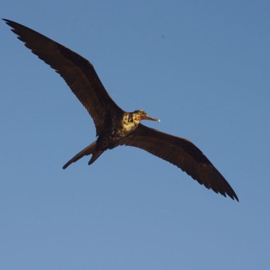 flying heron