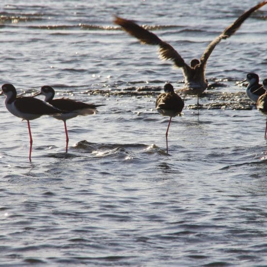 egrets in the lagoon