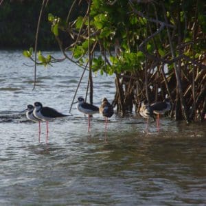 bird watching featured