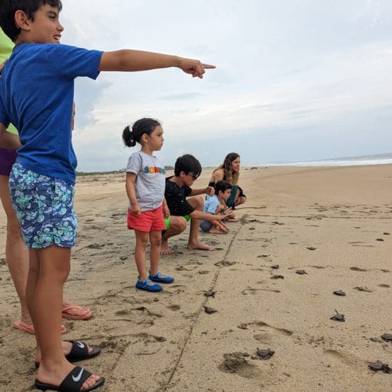 children releasing turtles