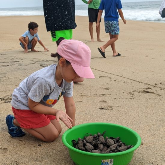 young girl releasing turtles