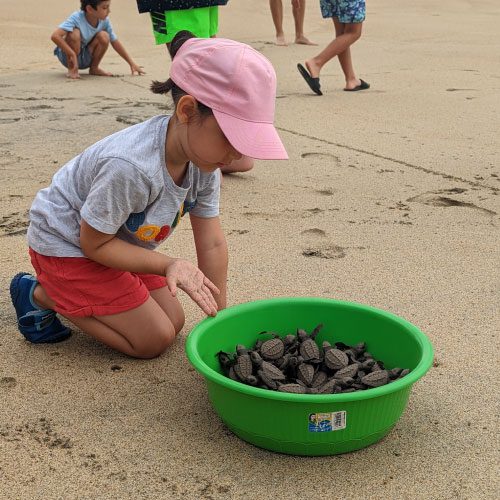 kids releasing turtles