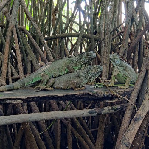 iguanas en manglares