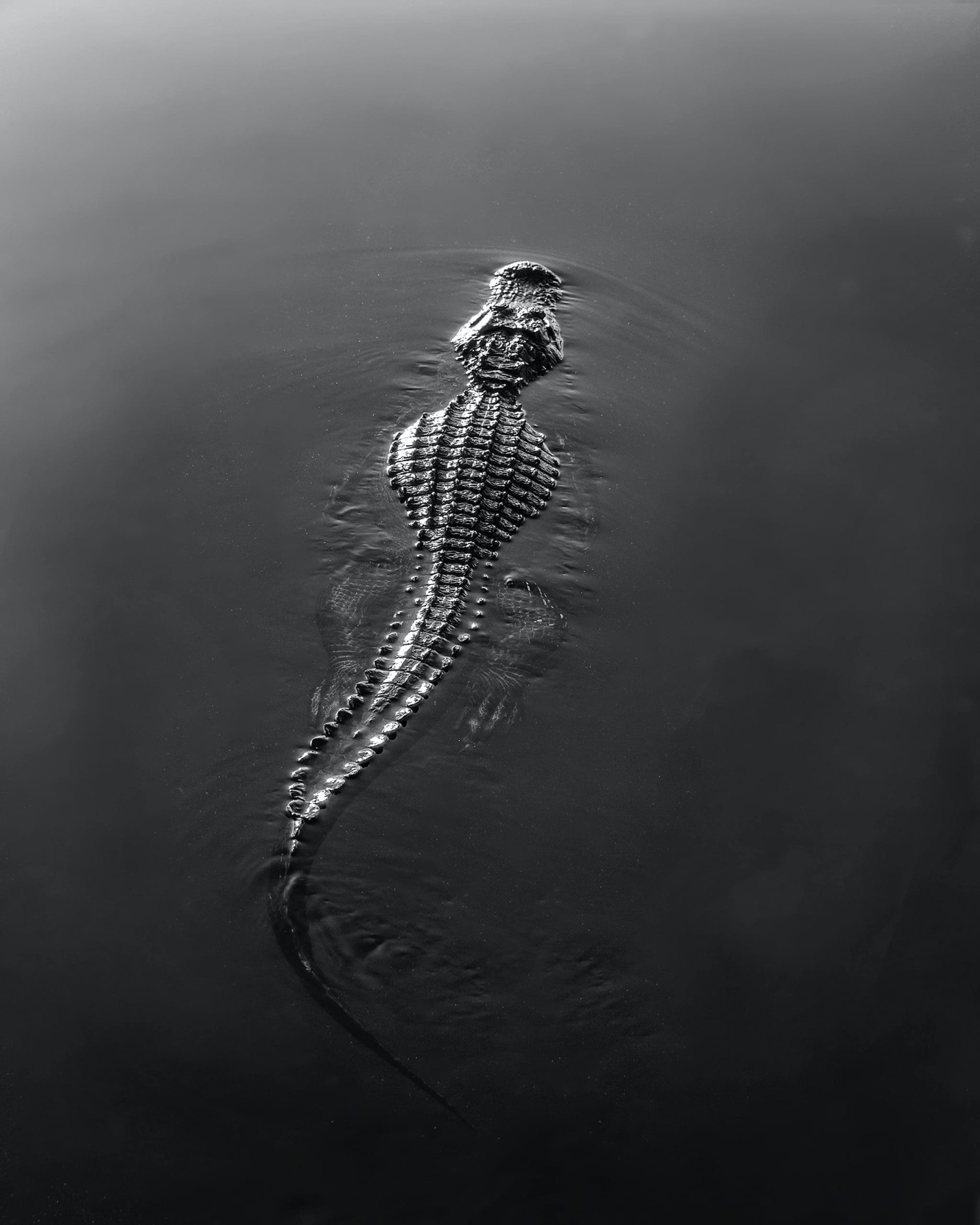 crocodile watching puerto escondido