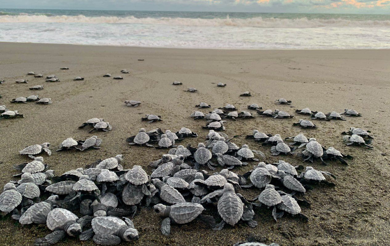 baby turtles on the beach