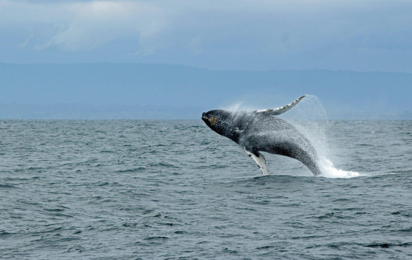 whale jumping puerto escondido