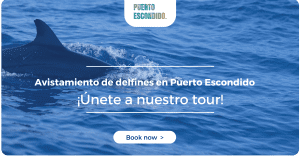 avistamiento de delfines puerto escondido