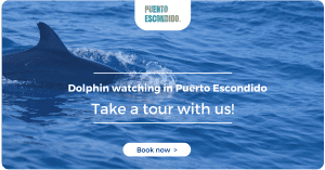 dolphin watching puerto escondido