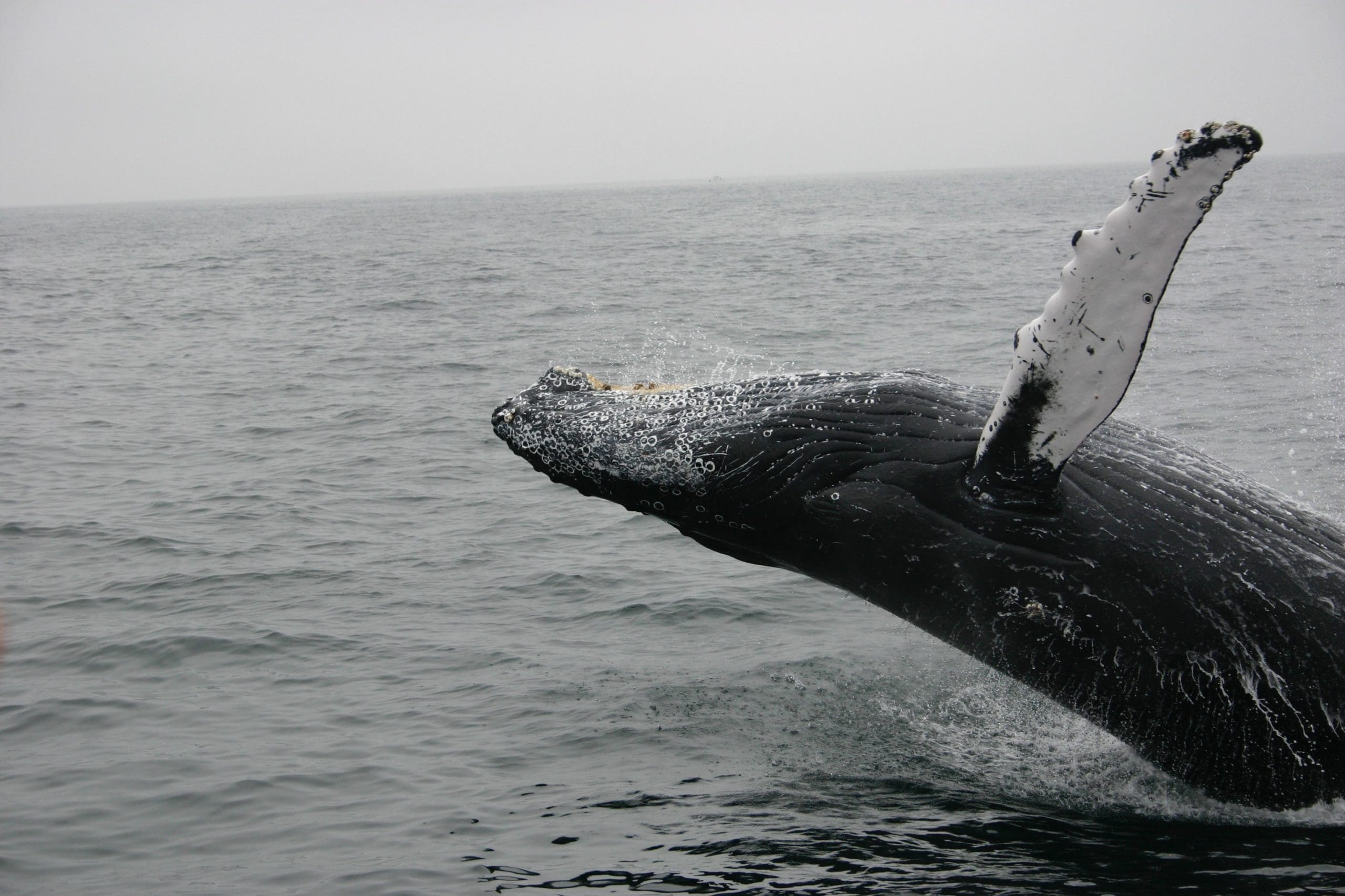 dolphin and whales puerto escondido