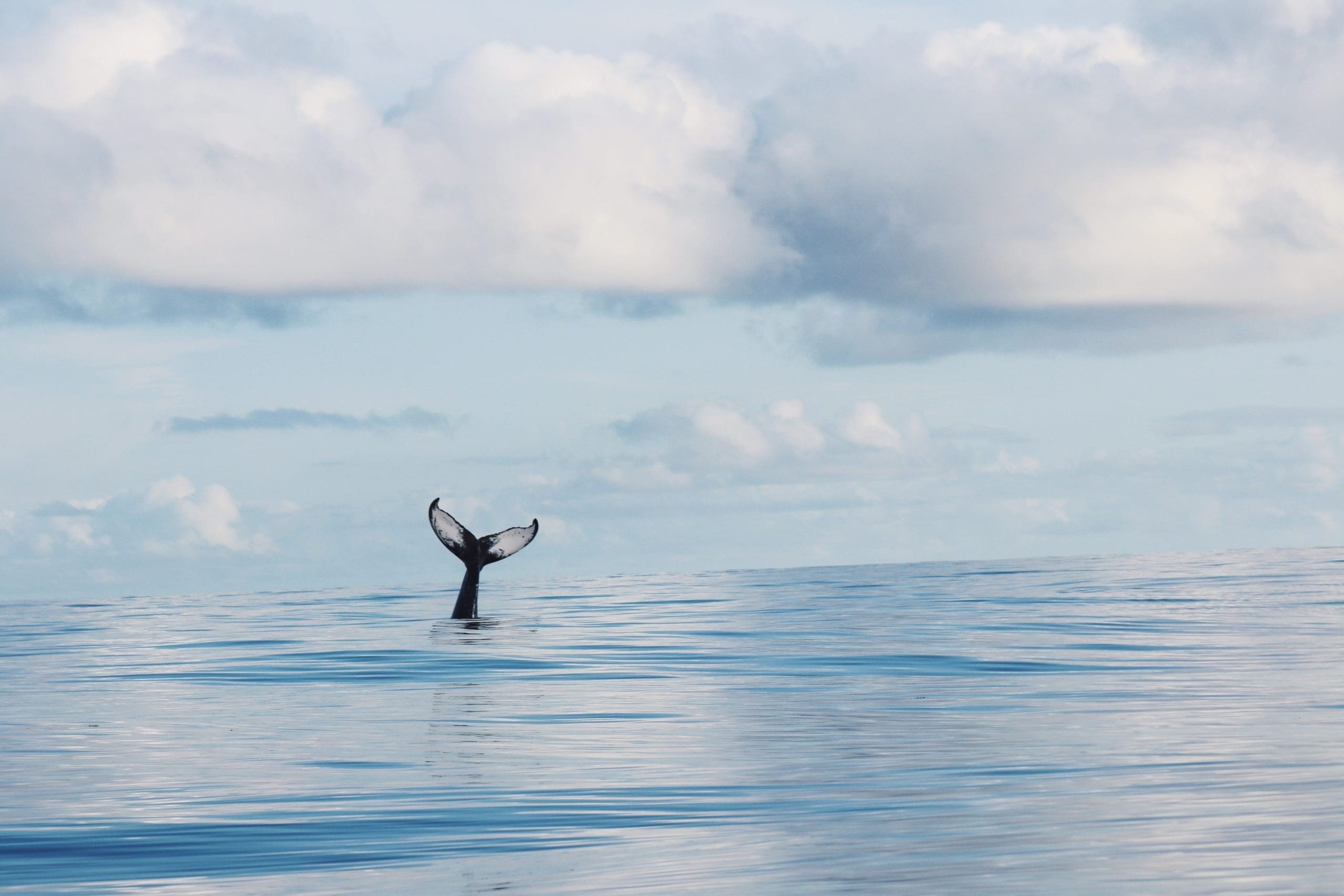 whale watching puerto escondido