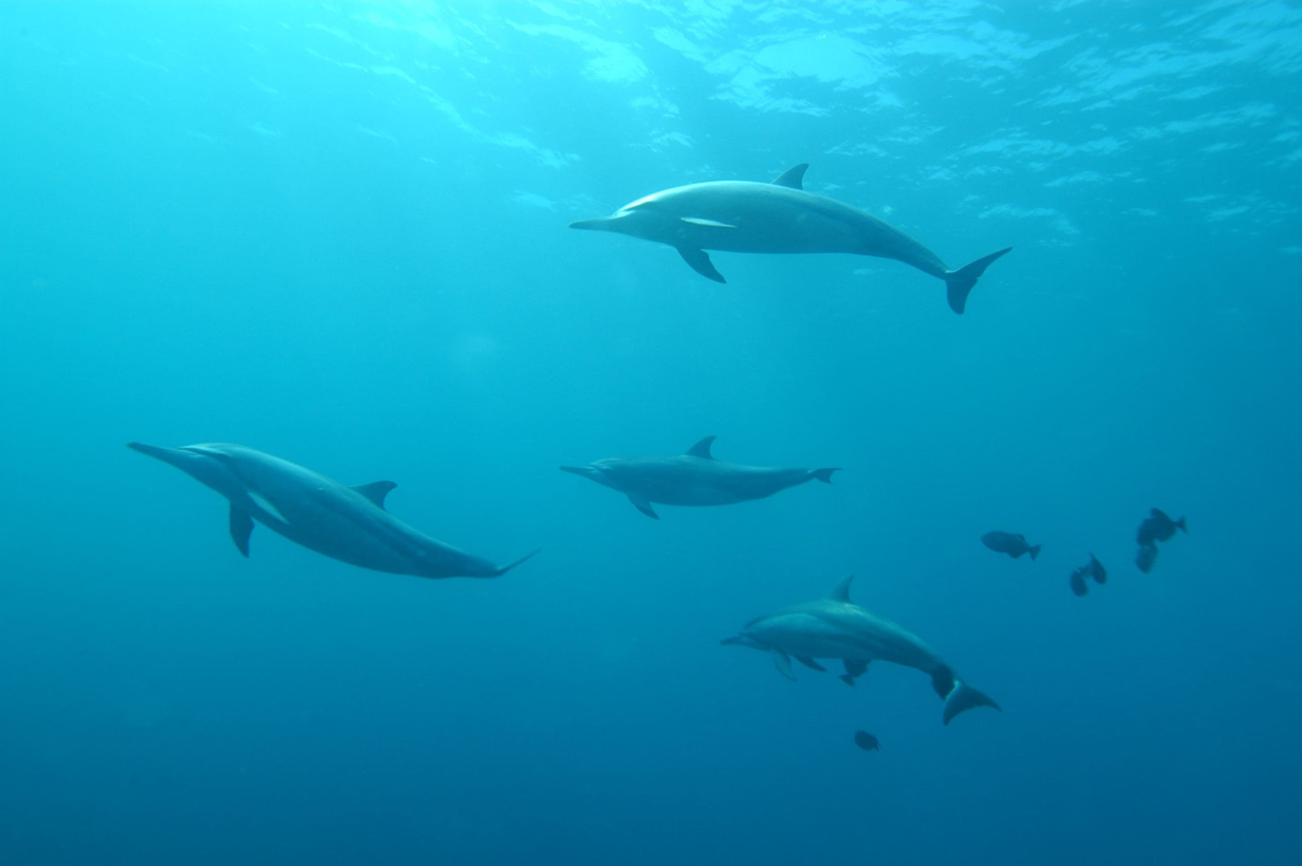 dolphin watching tour puerto escondido