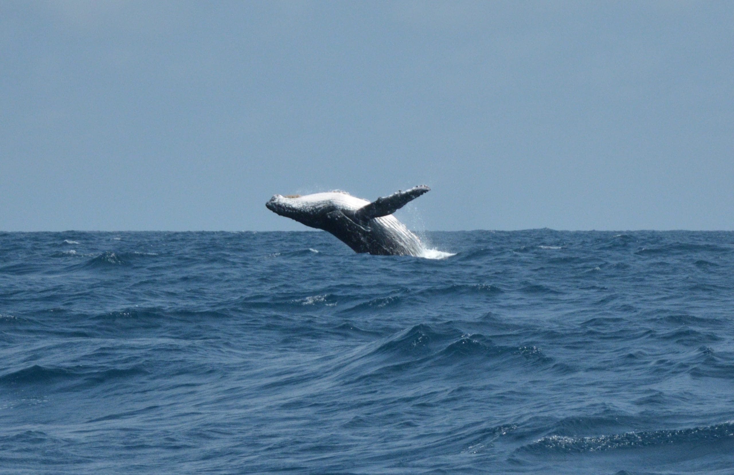 whale watching puerto escondido