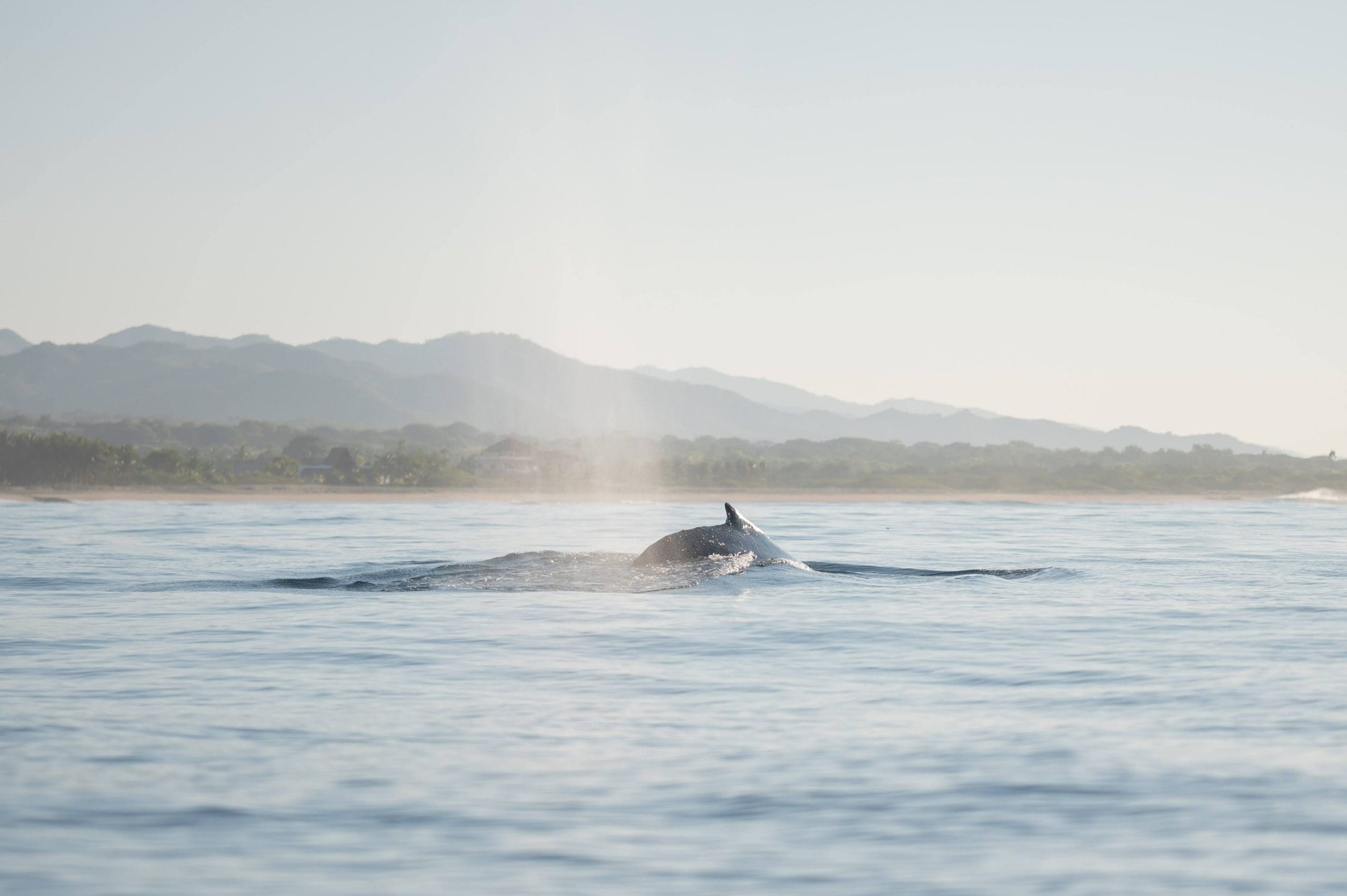 dolphins and whales puerto escondido