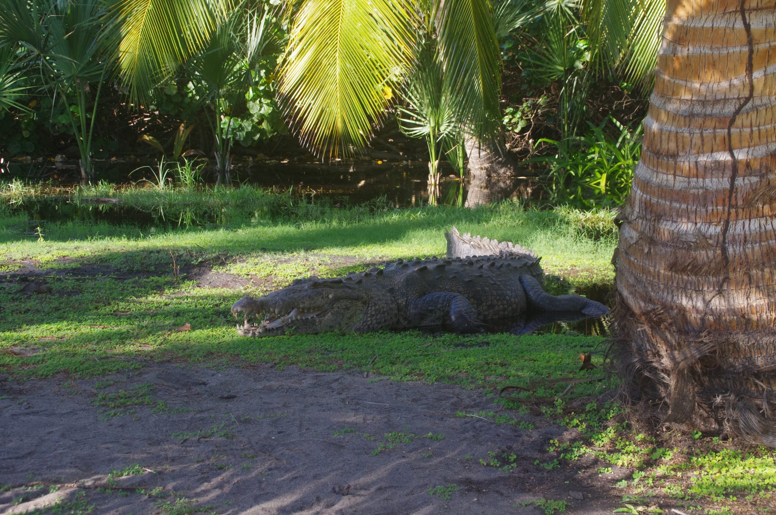 Puerto Escondido Crocodiles