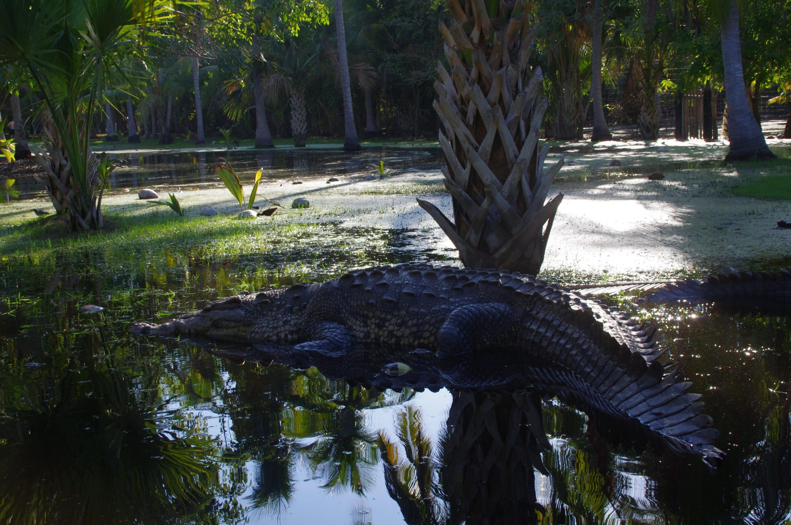 puerto escondido tours crocodiles