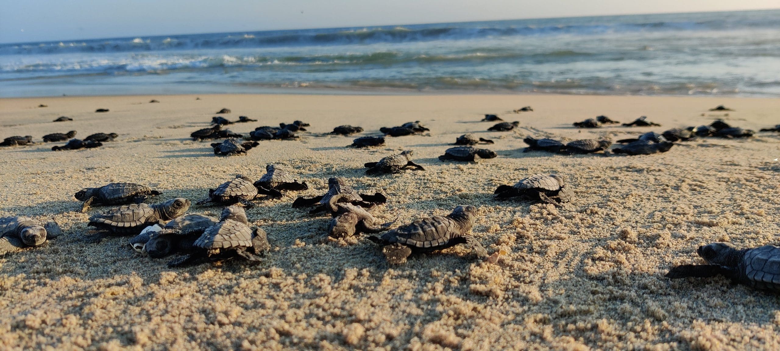 Puerto Escondido turtle release