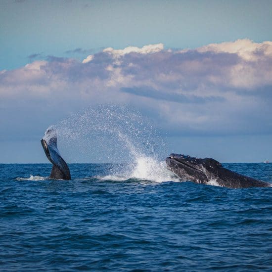 whale watching puerto escondido