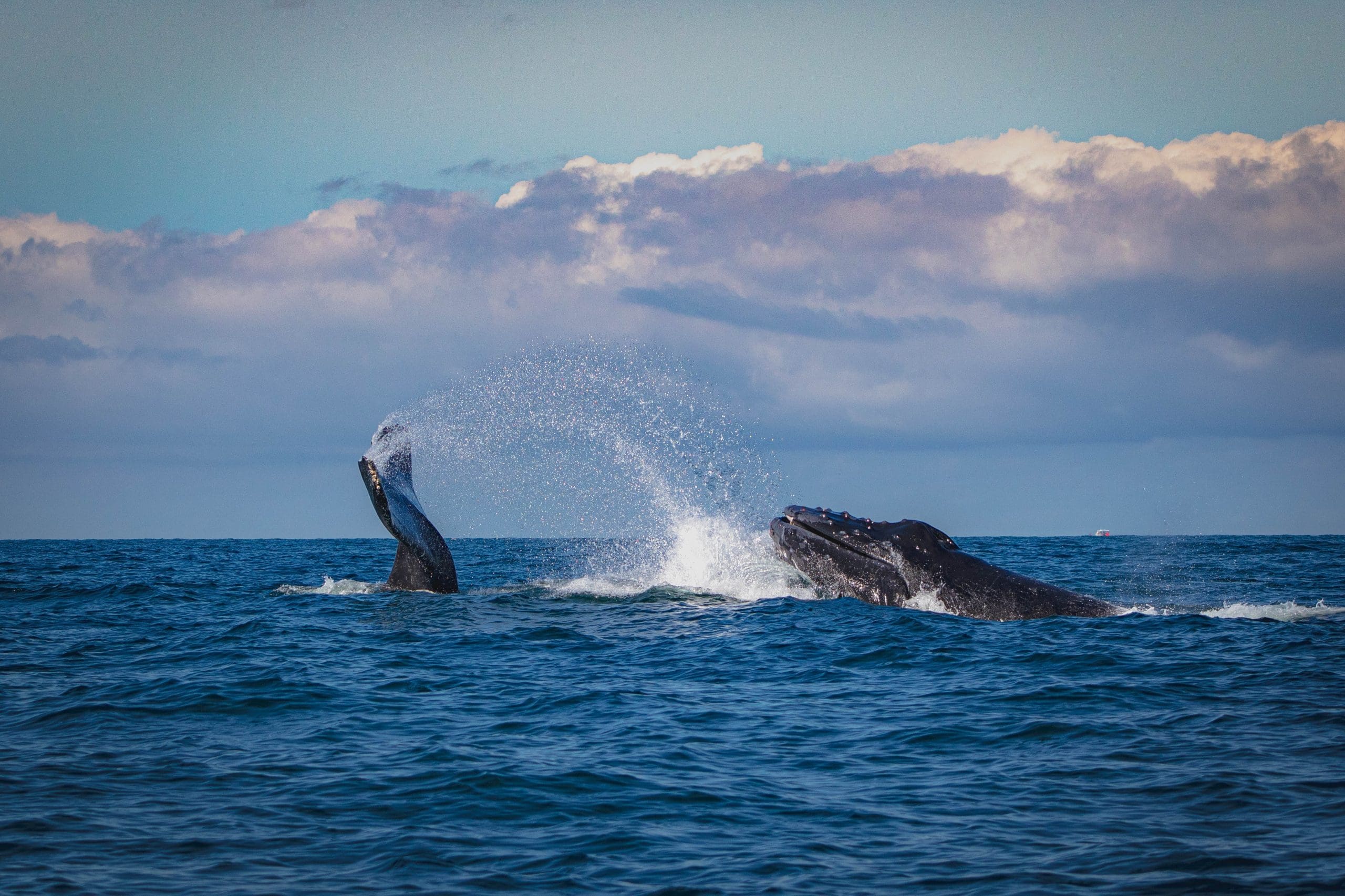 whale watching puerto escondido