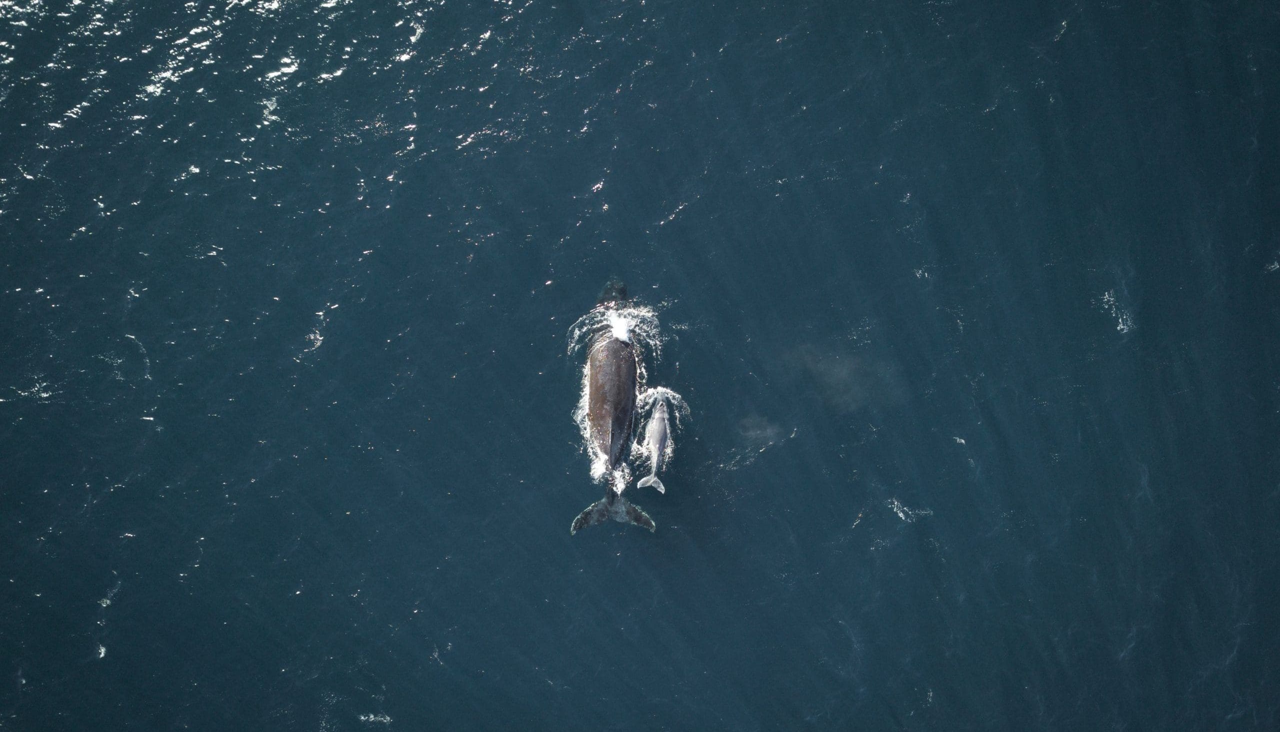 whale watching puerto escondido