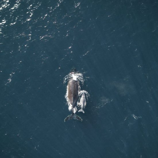 humpback whale puerto escondido
