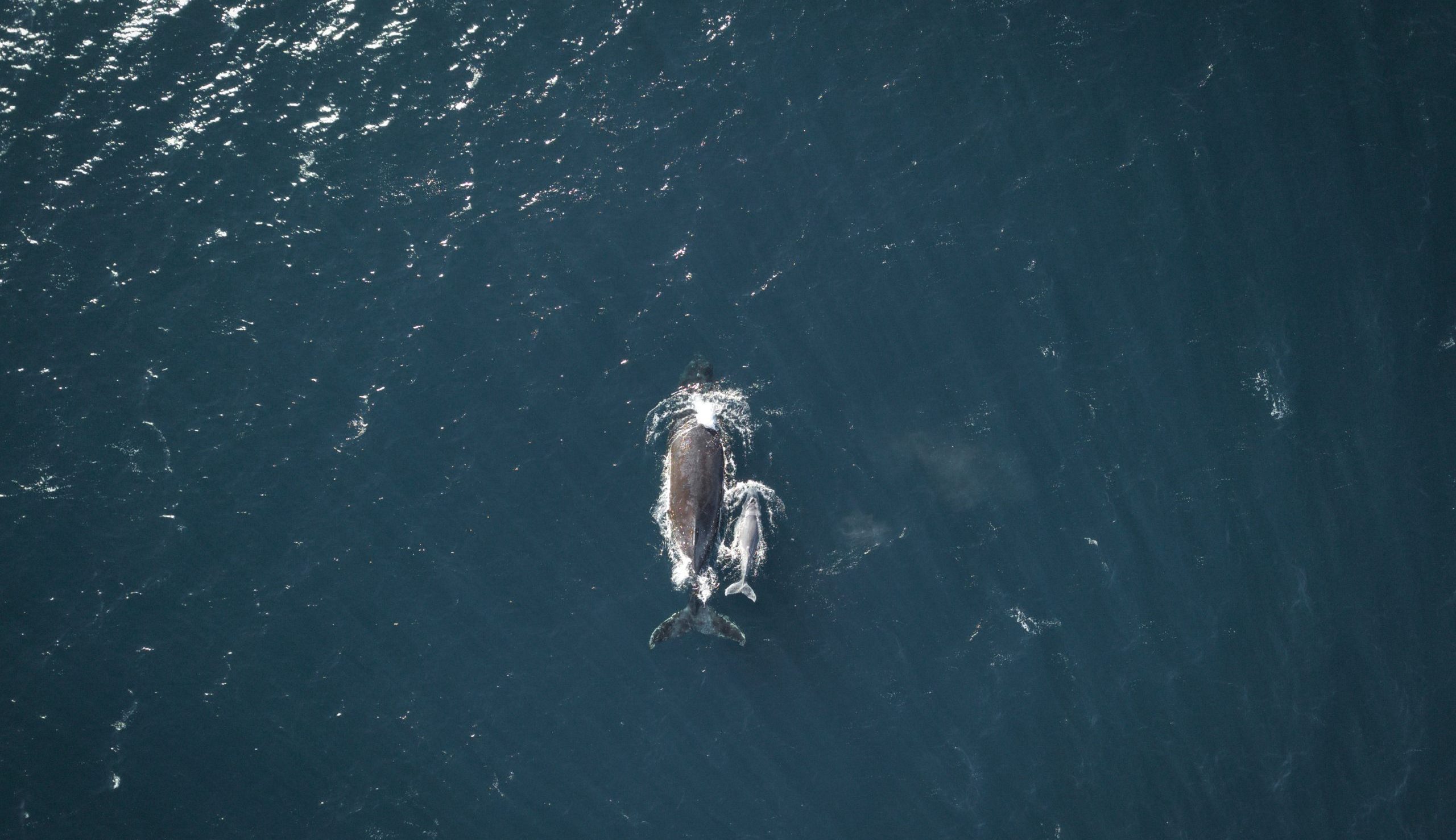 humpback whale puerto escondido