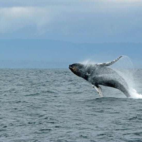 puerto escondido whales