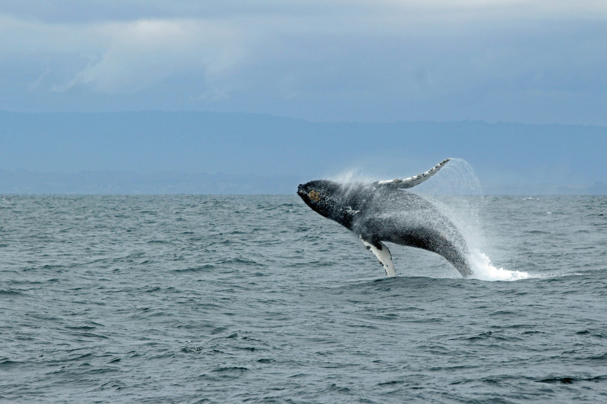 puerto escondido whales