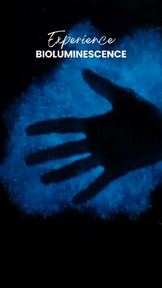 🌌✨ Discover the magic of #Bioluminescence in #PuertoEscondido! There's nothing like witnessing the water light up with every movement—an unforgettable experience! 🌊🌟 Your next #adventure is waiting! 🙌 Join our #Tours and explore the wonders of nature! #HorsebackRiding 🐴 #WhaleWatching 🐳 #TurtleRelease 🐢 #CrocodileWatching 🐊 #SportFishing 🐟 #DolphinWatching 🐬 and more! Don't miss out! Book now! WhatsApp ✅👉 +52 954 133 6245 or visit 👉 www.puerto-escondido.mx for more info! 🌊✨ #Carrizalillo #Zicatela #Bacocho #Oaxaca #PuertoEscondidoOaxaca #oaxacatravel #mexicotravel #mexicotourism #mexicomagico