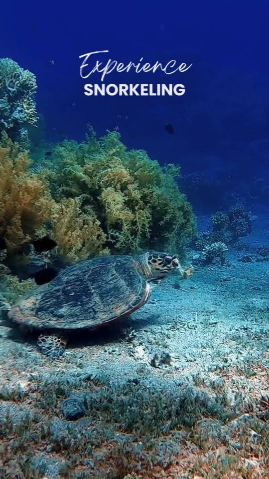 Dive into an underwater paradise! 🌊🐢🐠 Join our #SnorkelingTour in #PuertoEscondido and explore the vibrant marine life, where you’ll swim alongside turtles, rays, and a variety of colorful fish in their natural habitat. 🐢🐟🌟 Book your spot now for an unforgettable snorkeling experience! 🌞🤿 WhatsApp ✅👉 +52 954 133 6245. More info & bookings 👉 www.puerto-escondido.mx #Snorkeling #OceanAdventure #PuertoEscondidoOaxaca #oaxacatravel #mexicotravel #PuertoEscondidoMexico #travelmexico #mexicomagico