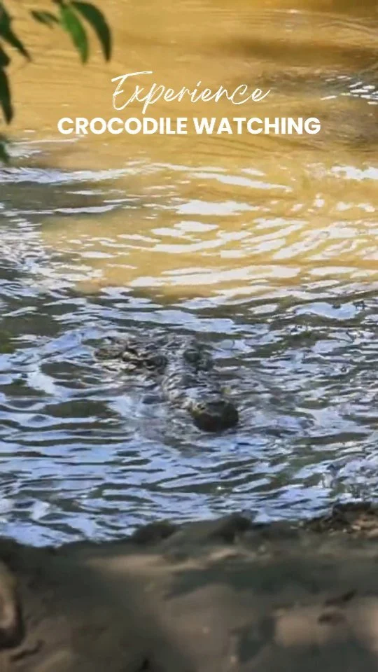 Get ready for an unforgettable wildlife adventure! 🐊🌿 Join our #CrocodileWatching tour in #PuertoEscondido and explore the fascinating world of crocodiles, iguanas, turtles, birds, and snakes in their natural habitat. 🦎🐢🐍🦅🌟 Don’t miss out—book your spot now and discover the wild side of Oaxaca! 🌴🌞 WhatsApp ✅👉 +52 954 133 6245. More info & bookings 👉 www.puerto-escondido.mx #WildlifeTour #AdventureAwaits #PuertoEscondidoOaxaca #oaxacatravel #mexicotravel #PuertoEscondidoMexico #travelmexico #mexicomagico
