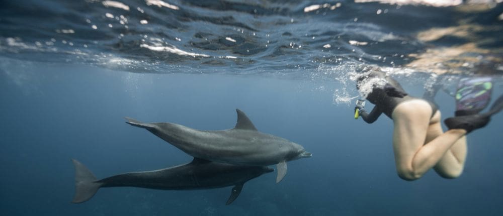 1 snorkeling dolphins
