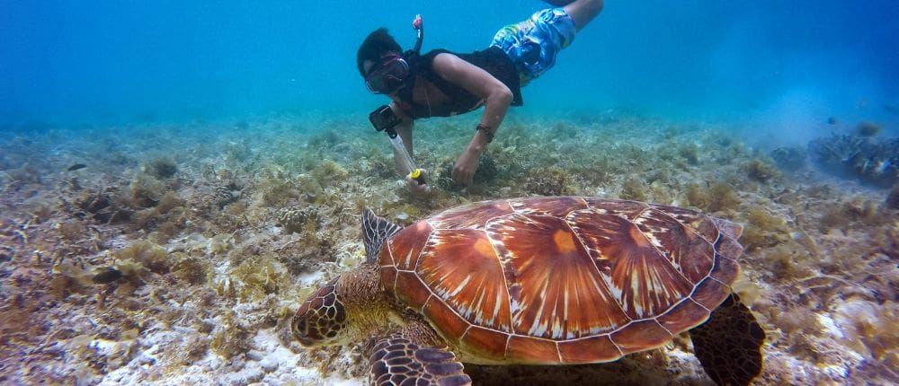 2 snorkeling turtle