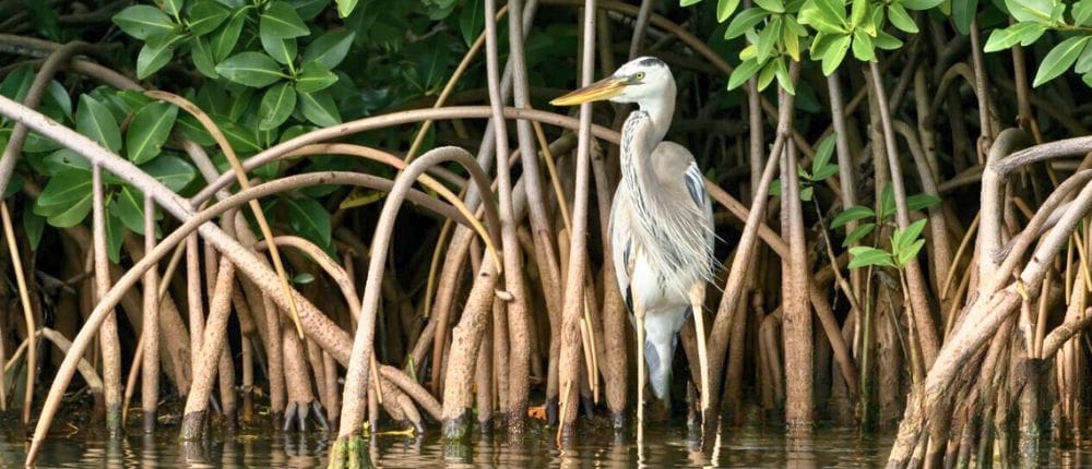 2 Bird in the mangrove