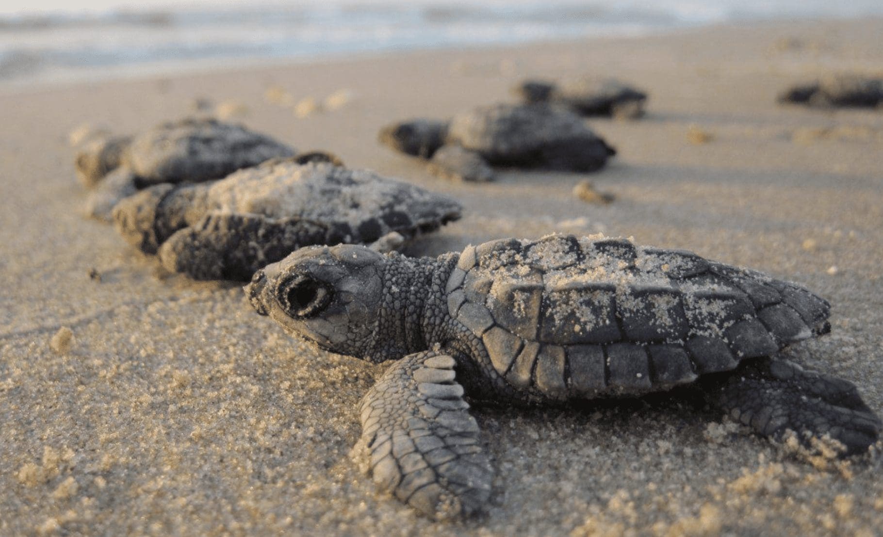 puerto escondido turtle release